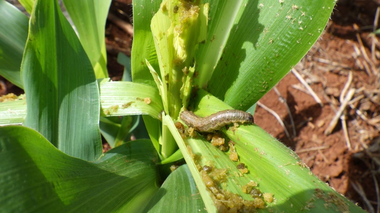 Spray Coragen to protect maize from fall army worm